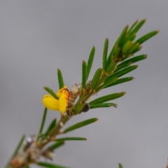 Aotus ericoides (Common Aotus) at Brunswick Heads, NSW - 22 Sep 2023 by mmpix