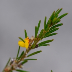 Aotus ericoides at Wallum - 22 Sep 2023 10:28 AM
