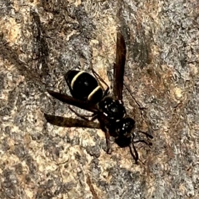 Paralastor sp. (genus) (Potter Wasp) at Ainslie, ACT - 29 Nov 2023 by Pirom