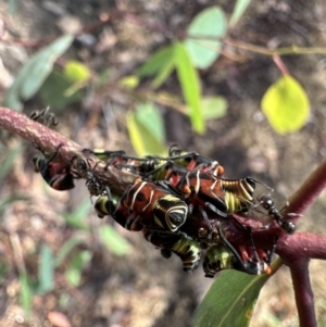 Eurymeloides pulchra at Corroboree Park - 29 Nov 2023 05:08 PM