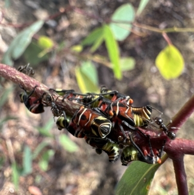 Eurymeloides pulchra (Gumtree hopper) at Corroboree Park - 29 Nov 2023 by Pirom