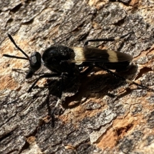 Agapophytus albobasalis at Corroboree Park - 29 Nov 2023