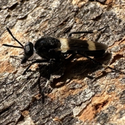Agapophytus albobasalis (Stiletto fly) at Ainslie, ACT - 29 Nov 2023 by Pirom