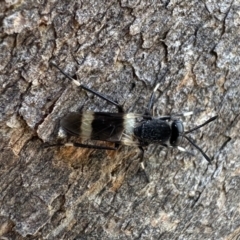 Agapophytus albobasalis at Corroboree Park - 29 Nov 2023 05:12 PM