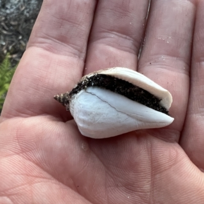 Unidentified Sea Shell, Sea Slug or Octopus (Mollusca) at Wallum - 26 Nov 2023 by LockyC