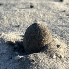 Unidentified Fungus at Brunswick Heads, NSW - 26 Nov 2023 by LockyC