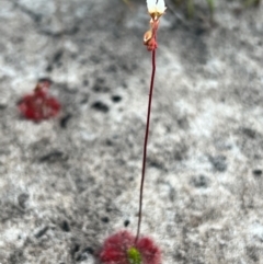 Drosera sp. (A Sundew) at Brunswick Heads, NSW - 26 Nov 2023 by LockyC