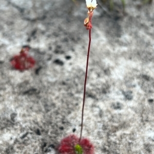 Drosera sp. at Wallum - suppressed