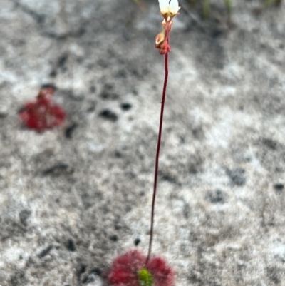 Drosera sp. (A Sundew) at Brunswick Heads, NSW - 26 Nov 2023 by LockyC