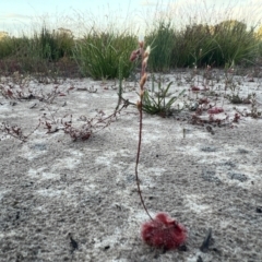 Drosera sp. at Wallum - suppressed