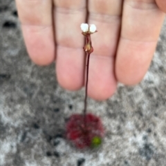 Drosera sp. at Wallum - suppressed