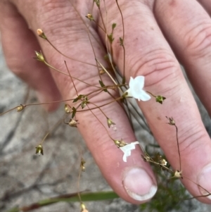 Mitrasacme alsinoides at Brunswick Heads, NSW - 26 Nov 2023