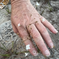 Mitrasacme alsinoides at Brunswick Heads, NSW - suppressed