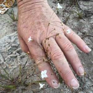 Mitrasacme alsinoides at Brunswick Heads, NSW - suppressed