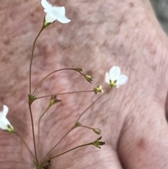 Mitrasacme alsinoides at Brunswick Heads, NSW - 26 Nov 2023