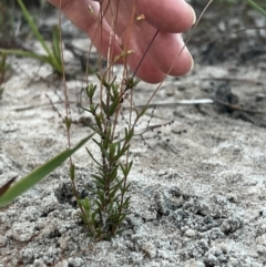 Mitrasacme alsinoides at Brunswick Heads, NSW - 26 Nov 2023