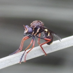 Brachyrhopala sp. (genus) (Robber fly) at Acton, ACT - 28 Nov 2023 by HelenCross