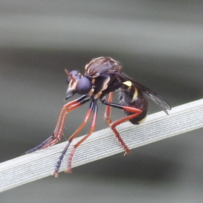 Brachyrhopala sp. (genus) (Robber fly) at ANBG - 28 Nov 2023 by HelenCross