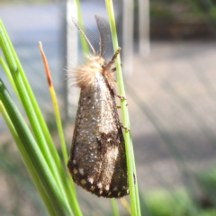 Epicoma melanosticta (Common Epicoma) at Canberra Central, ACT - 29 Nov 2023 by HelenCross