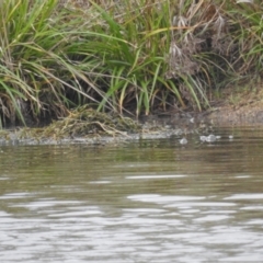 Tachybaptus novaehollandiae (Australasian Grebe) at Lions Youth Haven - Westwood Farm A.C.T. - 29 Nov 2023 by HelenCross