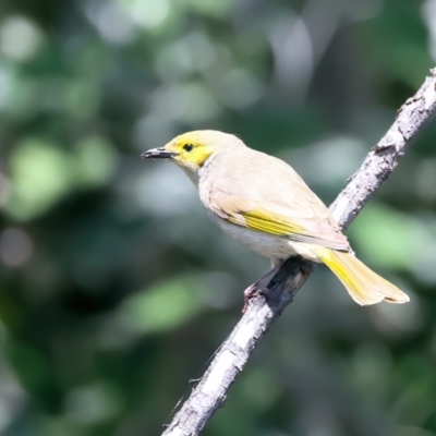 Ptilotula penicillata (White-plumed Honeyeater) at Jerrabomberra Wetlands - 27 Nov 2023 by jb2602