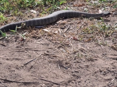 Acanthophis antarcticus (Common Death Adder) at Deua National Park - 26 Jan 2021 by NathanaelC