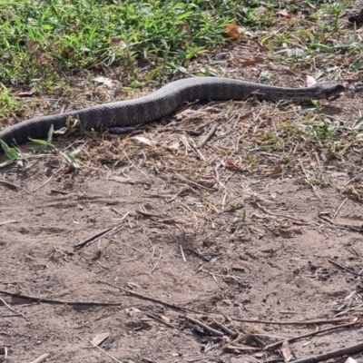 Acanthophis antarcticus (Common Death Adder) at Merricumbene, NSW - 25 Jan 2021 by NathanaelC