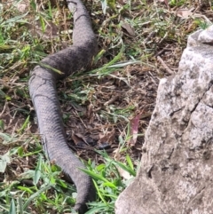 Acanthophis antarcticus at Deua National Park - 26 Jan 2021