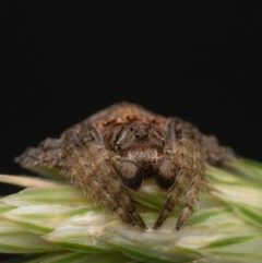Dolophones sp. (genus) (Wrap-around Spider) at Murrumbateman, NSW - 26 Nov 2023 by amiessmacro