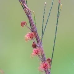 Allocasuarina littoralis (Black She-oak) at Wallum - 2 Oct 2023 by mmpix