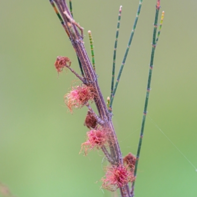 Allocasuarina littoralis (Black She-oak) at Wallum - 1 Oct 2023 by mmpix