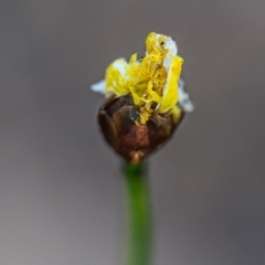 Xyris sp. (Yellow Eye) at Brunswick Heads, NSW - 20 Sep 2023 by mmpix