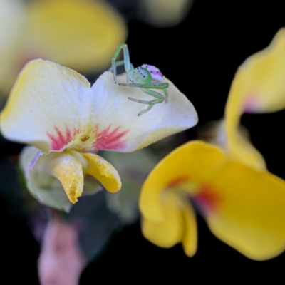 Dillwynia sp. at Wallum - 21 Sep 2023 by mmpix