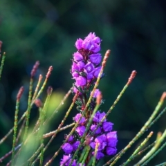 Boronia falcifolia (Wallum Boronia) at Wallum - 11 Sep 2023 by mmpix