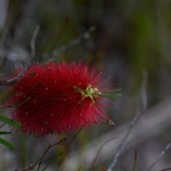 Callistemon pachyphyllus (Wallum Bottlebrush) at Wallum - 21 Sep 2023 by mmpix