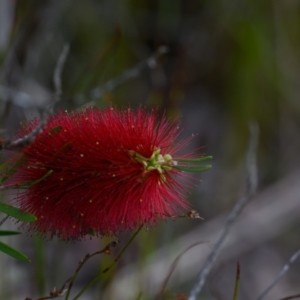 Callistemon pachyphyllus at Wallum - 22 Sep 2023