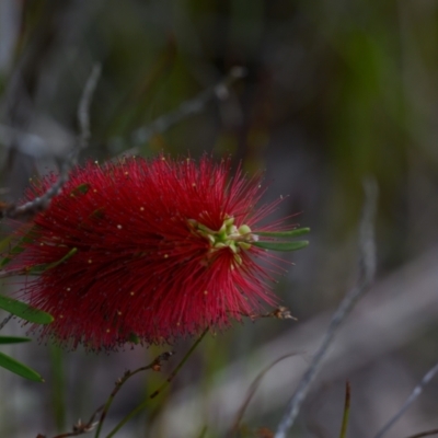 Callistemon pachyphyllus (Wallum Bottlebrush) at Brunswick Heads, NSW - 21 Sep 2023 by mmpix