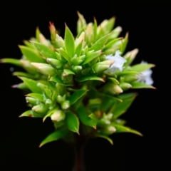 Unidentified Plant at Brunswick Heads, NSW - 3 Nov 2023 by mmpix