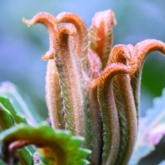 Unidentified Plant at Brunswick Heads, NSW - 3 Nov 2023 by mmpix