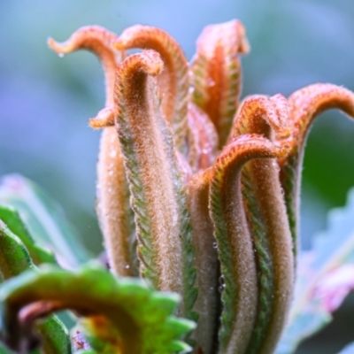 Unidentified Plant at Brunswick Heads, NSW - 3 Nov 2023 by mmpix