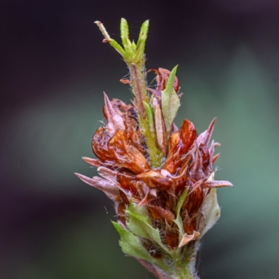 Unidentified Plant at Wallum - 10 Sep 2023 by mmpix