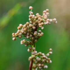 Unidentified Plant at Wallum - 24 Sep 2023 by mmpix