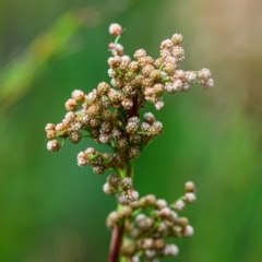 Unidentified Plant at Brunswick Heads, NSW - 24 Sep 2023 by mmpix