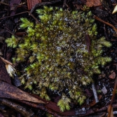 Breutelia at Brunswick Heads, NSW - 22 Oct 2023 by mmpix