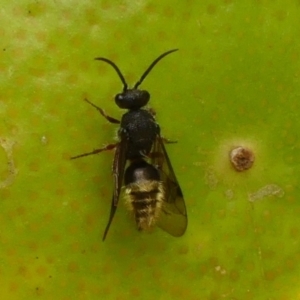 Mutillidae (family) at Wingecarribee Local Government Area - 21 Nov 2023