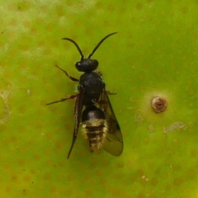 Mutillidae (family) (Unidentified Mutillid wasp or velvet ant) at Braemar, NSW - 21 Nov 2023 by Curiosity