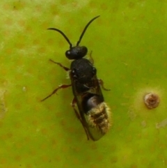 Mutillidae (family) at Wingecarribee Local Government Area - 21 Nov 2023