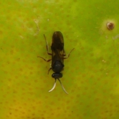 Mutillidae (family) at Wingecarribee Local Government Area - 21 Nov 2023 03:03 PM