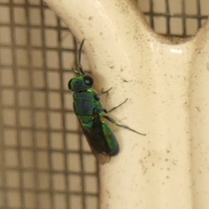 Chrysididae (family) at Wingecarribee Local Government Area - 27 Nov 2023 11:28 AM
