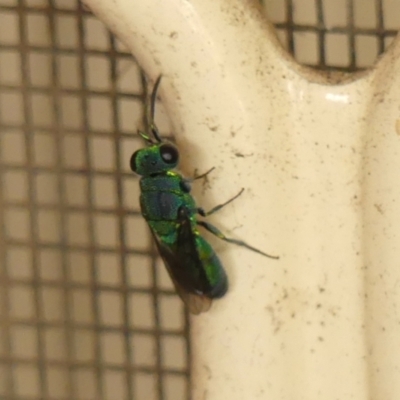 Chrysididae (family) (Cuckoo wasp or Emerald wasp) at Braemar, NSW - 27 Nov 2023 by Curiosity